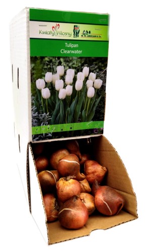 Tulipan Tulipa Clearwater cebulka 1szt