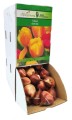 Tulipan Bellville cebulka 1szt