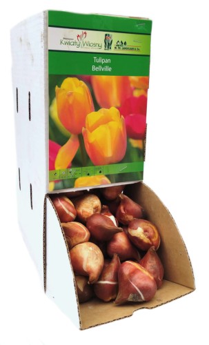 Tulipan Bellville cebulka 1szt
