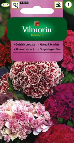 Goździk brodaty Mix kolorów VILMORIN
