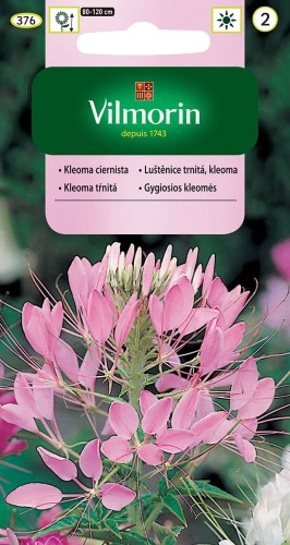 Kleoma Ciernista Różowe kwiaty VILMORIN