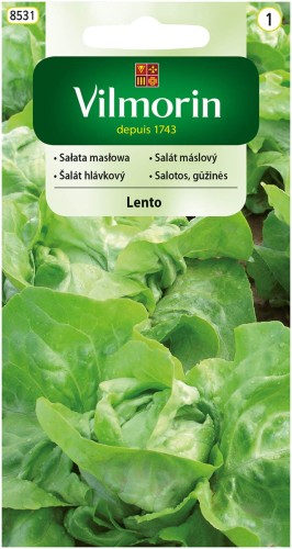 Sałata masłowa LENTO do gruntu VILMORIN