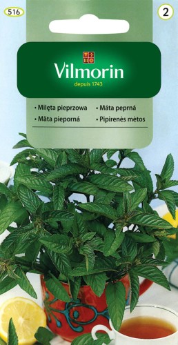 Mięta Pieprzowa zioła wieloletnie VILMORIN