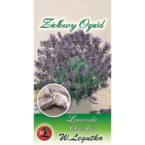 Lawenda lekarska - zioła wieloletnie LEGUTKO