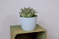 Doniczka Jumper Magnolia 19cm Bawełna LAMELA