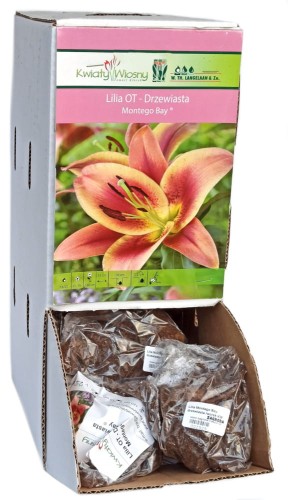 Lilia drzewiasta Montego Bay drzewiasta cebulka 1szt 110cm