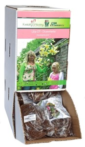 Lilia drzewiasta Honeymoon żółta cebulka 1szt 110cm