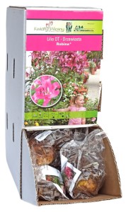 Lilia drzewiasta Robina różowa cebulka 1szt 125cm