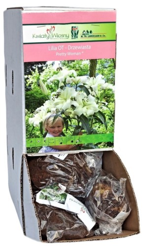Lilia drzewiasta Pretty Woman biała cebulka 1szt 130cm