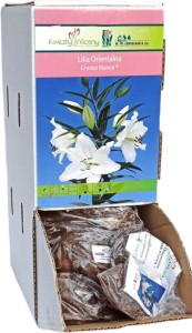 Lilia Orientalna Crystal Blanca biała cebulka 1szt 110cm