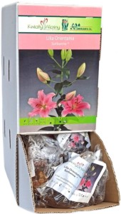 Lilia Orientalna Sorbonne różowa cebulka 1szt 110cm