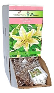Lilia orientalna Tigermoon cebulka 1szt 100cm