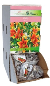 Lilia orientalno - azjatycka Kaveri cebulka 1szt 90cm