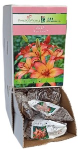 Lilia Orientalna Długokwiatowa Royal Sunset pomarańczowa 1szt 125cm