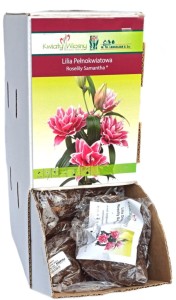 Lilia Orientalna Pełna Roselily Samantha różowa cebulka 1szt 70cm