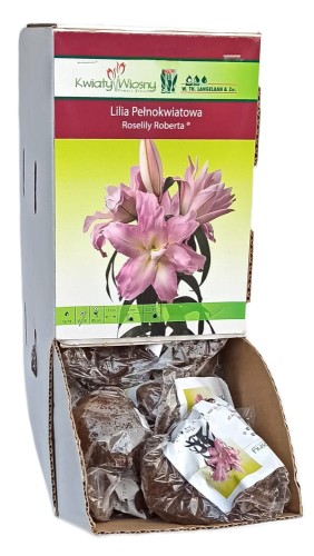 Lilia Orientalna Pełna Roselily Roberta różowa cebulka 1szt 85cm