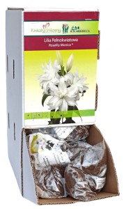 Lilia Orientalna Pełna Roselily Monica biała Holland 1szt 110cm