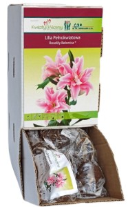 Lilia Orientalna Pełna Roselily Belonica różowa cebulka 1szt 85cm