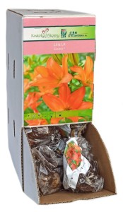 Lilia azjatycko - długokwiatowa Eremo cebulka 1szt 85cm