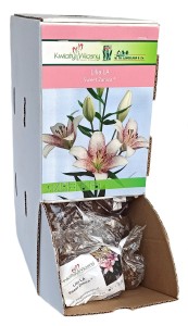 Lilia LA Sweet Zanica cebulka 1szt 120cm