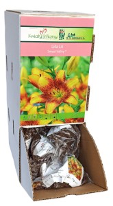 Lilia LA Sweet Valley cebulka 1szt 120cm