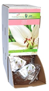 Lilia LA Eyeliner  cebulka 1szt 120cm