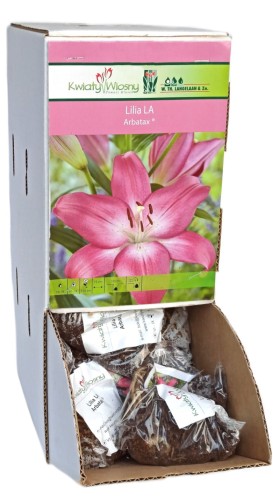 Lilia Orientalna Długokwiatowa Arbatax różowa cebulka 1szt 110cm