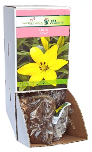 Lilia Orientalna Długokwiatowa El Divo żółta cebulka 1szt 100cm