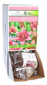 Lilia LA Sweet Sugar cebulka 1szt 120cm