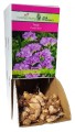 Frezja Double Blue fioletowy Holland 1szt