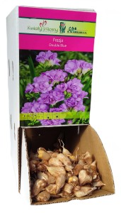 Frezja Double Blue fioletowy Holland 1szt