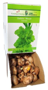 Mieczyk Gladiola zielony GREENSTAR cebulka 1szt