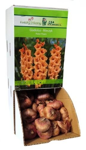 Mieczyk Gladiola pomarańczowy Peter Pears cebulka 1szt