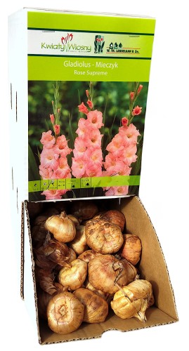 Mieczyk Gladiola ROSE SUPREME cebulka 1szt