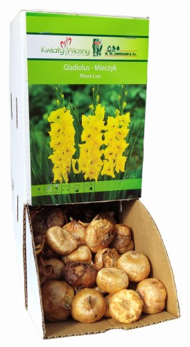 Mieczyk Gladiola NOVA LUX Żółty cebulka 1szt