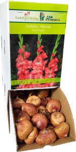 Mieczyk Gladiola Ted's Frizzle łososiowy cebulka 1szt