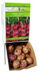 Mieczyk Gladiola bordowy Black Surprise cebulka 1szt 