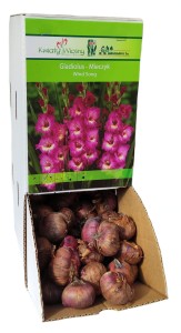 Mieczyk Gladiola Wind Song różowy cebulka 1szt