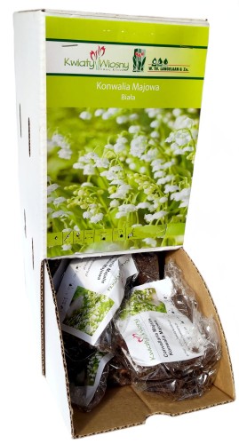 Konwalia Majowa Biała kłącze