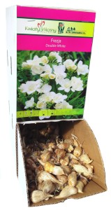 Frezja Double White biała Holland 1szt
