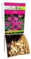 Frezja Double Pink różowa Holland 1szt