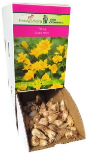 Frezja Double Yellow żółta Holland 1szt