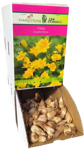 Frezja Double Yellow żółta Holland 1szt