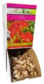 Frezja Double Red czerwona Holland 1szt