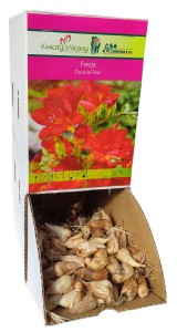 Frezja Double Red czerwona Holland 1szt