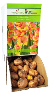 Mieczyk Gladiola PRINCESS MARGARET ROSE cebulka 1szt