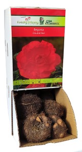 Begonia DOUBLE RED Czerwona Holland bulwa 1szt