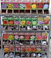 Begonia DOUBLE RED Czerwona Holland bulwa 1szt