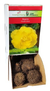 Begonia DOUBLE YELLOW Żółta Holland bulwa 1szt