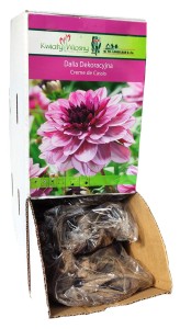 Dalia dekoracyjna Creme de Cassis bulwa 1szt 70cm